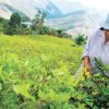 Gobierno deberá explicar al mundo porque incrementó a 22.000 los cultivos de coca Gobierno deberá explicar al mundo porque incrementó a 22.000 los cultivos de coca