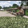 Todos saben que coca chapareña no va al mercado tradicional Todos saben que coca chapareña no va al mercado tradicional