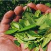 García Linera dice que USAID y ONG pagan a quienes se oponen a ley de coca García Linera dice que USAID y ONG pagan a quienes se oponen a ley de coca