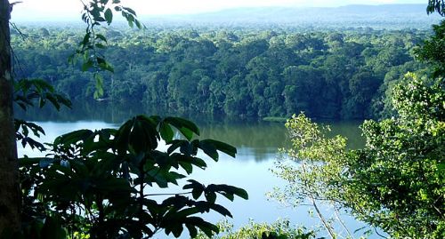 Gobierno advierte con iniciar la erradicación de coca en Parques Nacionales