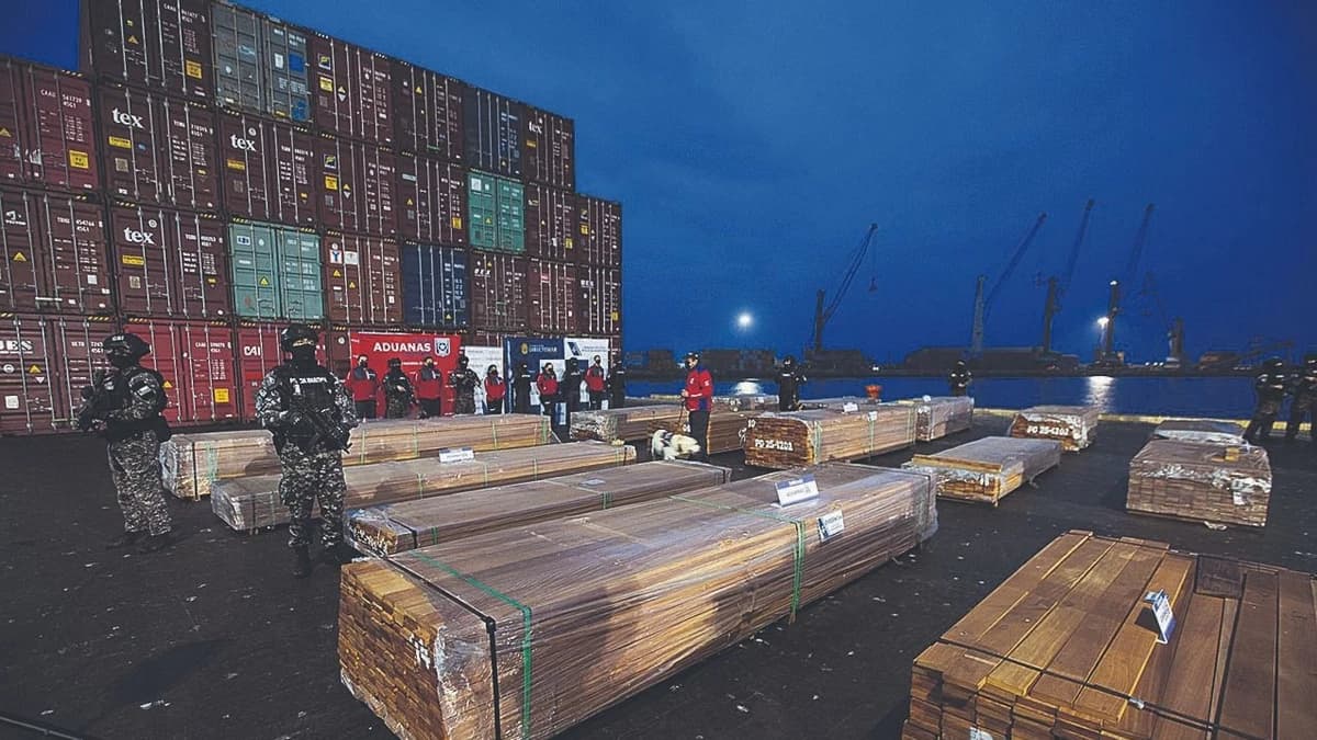 Falso positivo sobre madera costó millones y frenó exportaciones